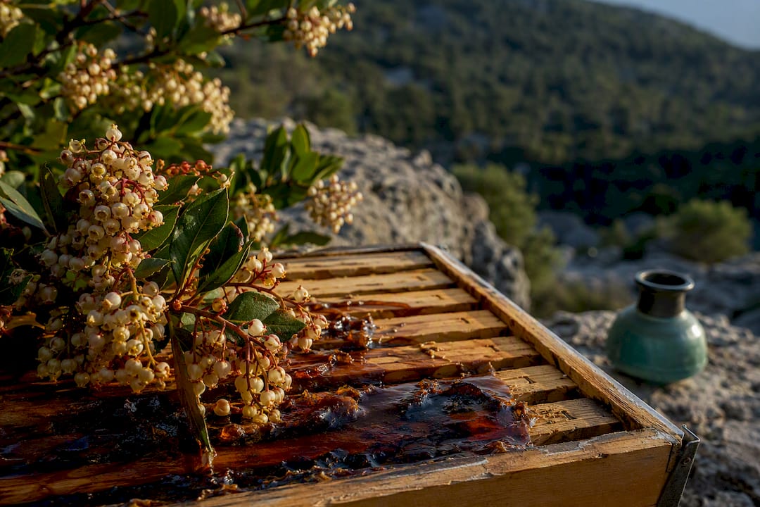 Πικρόμελο δίπλα σε ανθισμένη κουμαριά